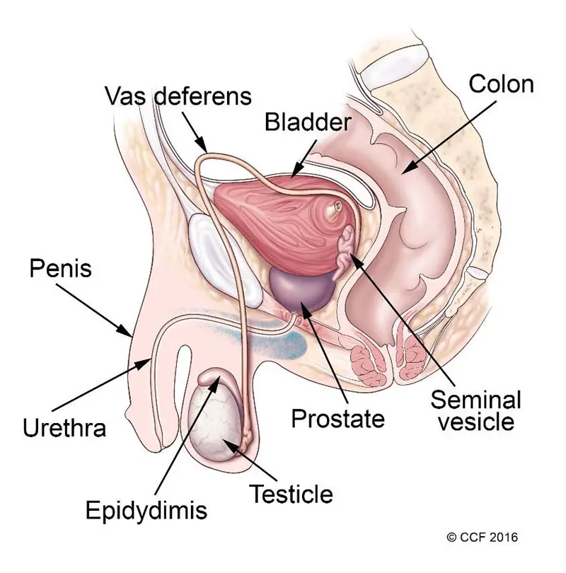 Vas deferens, urīnpūslis, resnās zarnas, sēklas pūslīši, prostata, sēklinieks, epididīts, urīnizvadkanāls, dzimumloceklis