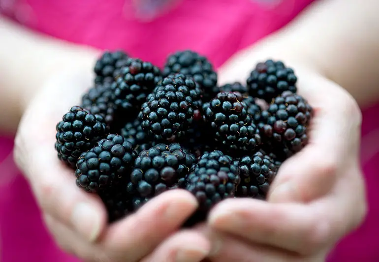 Blackberries Benefits 121749984 770x533 1