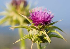 Milk Thistle 471073841 770x533 1