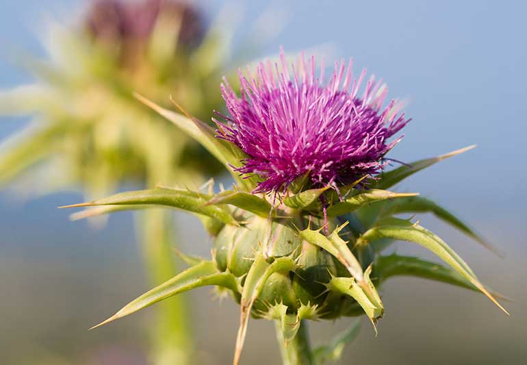 Milk Thistle 471073841 770x533 1