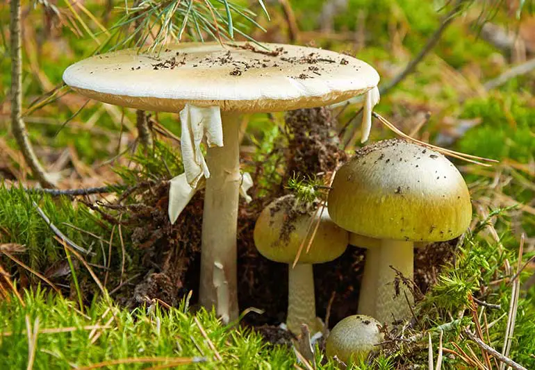 Poisonous Mushrooms 492919840 770x533 1