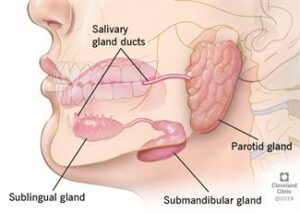 15749 salvary glands