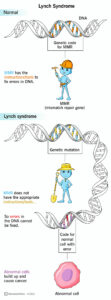 17195 lynch syndrome