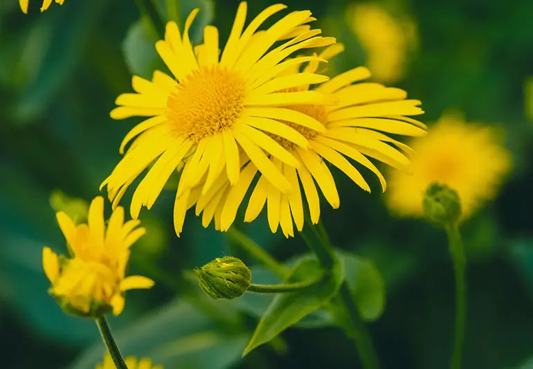 arnica Plant 983710244 770x533 1