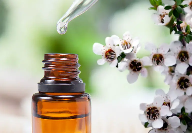 tea Tree Flowers oil 164560100 770x533 1