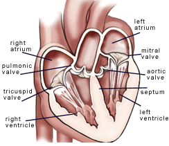 14779 pulmonary