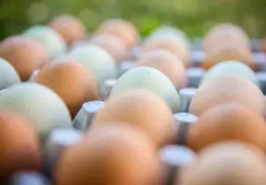 eggs in carton container 577960298 770x533 1 jpg