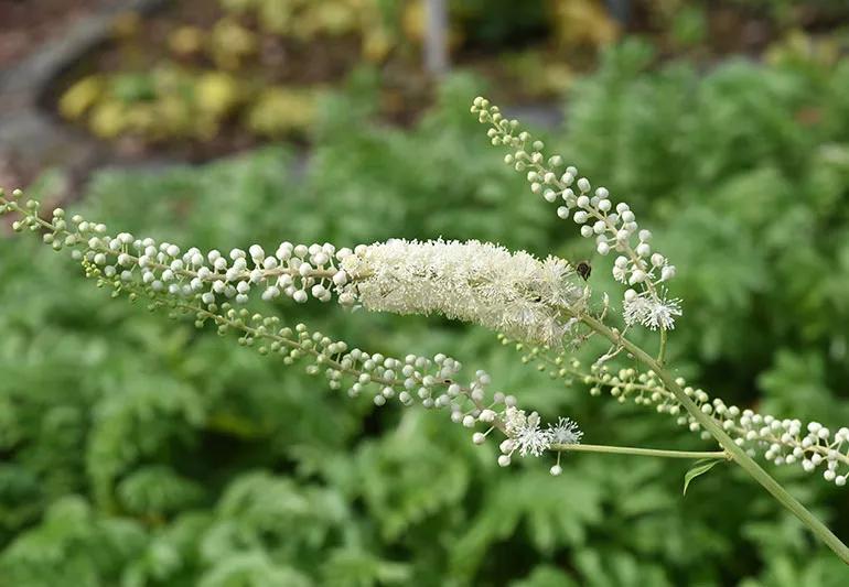 Black Cohosh 1353604922 770x533 1 jpg